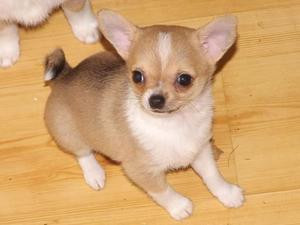 Chihuahua FOR SALE ADOPTION