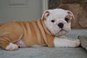 English Bulldog Puppies For Adoption FOR SALE ADOPTION