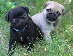 Outgoing Pug Puppies Available FOR SALE ADOPTION