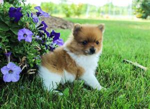 Pomeranian Puppies For Adoption FOR SALE ADOPTION