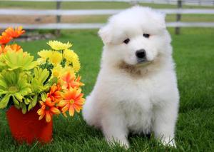 Samoyed Puppies For Adoption FOR SALE ADOPTION