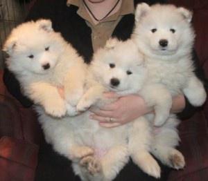 Samoyed puppies FOR SALE ADOPTION