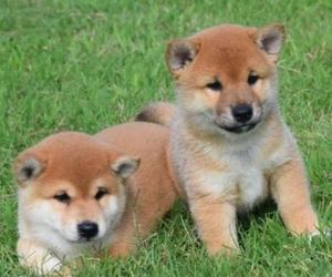 Shiba Inu puppies FOR SALE ADOPTION