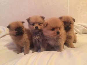 Vaccinated Pomeranian Puppies FOR SALE ADOPTION