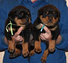 German Purebred Rottweiler Puppies Available FOR SALE ADOPTION