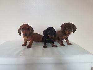 Miniature Dachshunds for adoption FOR SALE ADOPTION