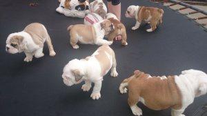 Quality British Bulldog Puppies for adoption FOR SALE ADOPTION