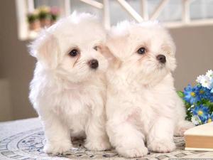 Awesome T Cup Maltese Puppies Available Text  FOR SALE ADOPTION