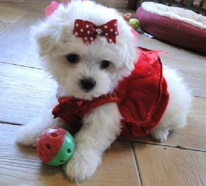 Charming Maltese puppies for your family Text  FOR SALE ADOPTION