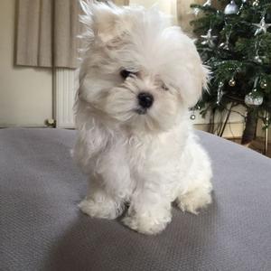 Cute Home Raised Maltese Puppies Available Text  FOR SALE ADOPTION