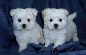 Home Raised Teacup Maltese Puppies Available Text  FOR SALE ADOPTION