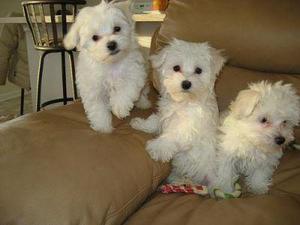 Two Great Maltese Puppies available Text  FOR SALE ADOPTION
