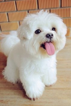 Very Sweet Charming Teacup Maltese Puppies Text  FOR SALE ADOPTION