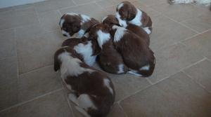 3 beautiful Welsh Springer Spaniel puppies FOR SALE ADOPTION