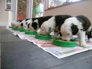 Beautiful Old English Sheepdog Puppies FOR SALE ADOPTION