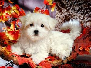 Cute Cream White Maltese puppies available Text  FOR SALE ADOPTION