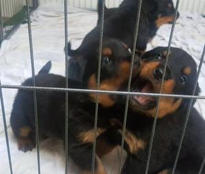 Litter of amazing chunky Rottweiler pups FOR SALE ADOPTION