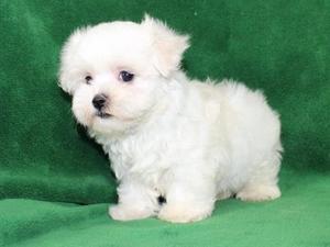 Lovely Teacup Maltese Pups For Your Kids Text  FOR SALE ADOPTION