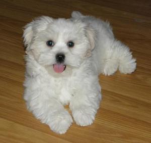 Miniature Teacup Maltese puppies available Text  FOR SALE ADOPTION