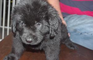 Our gorgeous Newfoundland Puppies FOR SALE ADOPTION