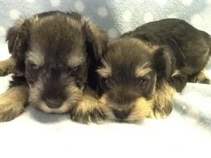Schnauzer Puppies FOR SALE ADOPTION