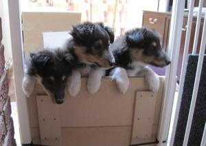 Shetland Sheepdog Puppies FOR SALE ADOPTION