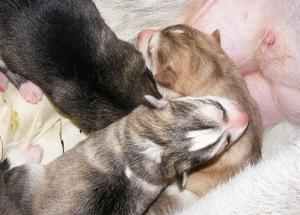 Siberian Husky Puppies FOR SALE ADOPTION
