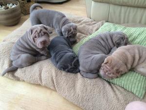 Stunning Shar Pei Puppies FOR SALE ADOPTION
