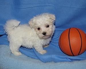 Two clean white Teacup Maltese puppies Text  FOR SALE ADOPTION
