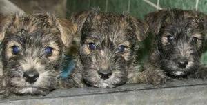 Welsh Terrier Puppies FOR SALE ADOPTION