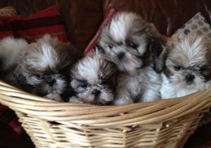 beautiful shih tzu puppies for sale FOR SALE ADOPTION