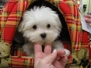 2 adorable little Maltese Puppies for new home Text  FOR SALE ADOPTION