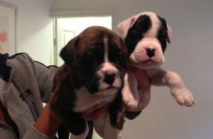 6 gorgeous boxer puppies FOR SALE ADOPTION