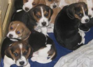 Absolutely stunning litter of adorable pedigree beagles available FOR SALE ADOPTION