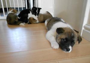 Akita puppies ckc registered wormed FOR SALE ADOPTION