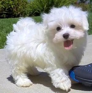 Beautiful sweet and lovable purebred Maltese pups Text  FOR SALE ADOPTION
