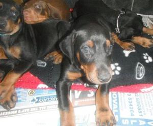 Doberman Pinscher Puppies FOR SALE ADOPTION