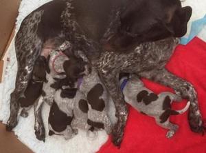 German Short Haired Pointer Puppies FOR SALE ADOPTION