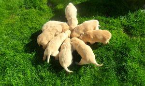 Golden retriever litter of puppies FOR SALE ADOPTION