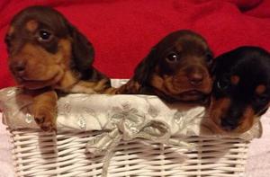 Gorgeous Dachshund Puppies FOR SALE ADOPTION