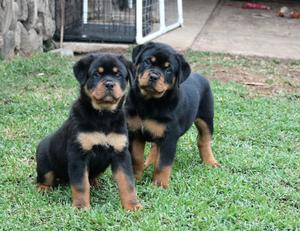 Gorgeous Rottweiler puppies available  FOR SALE ADOPTION