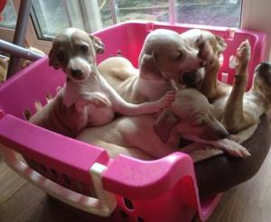 Intelligent Italian Greyhound Puppies FOR SALE ADOPTION