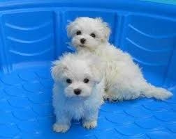 Miniature white Teacup Maltese puppies Text  FOR SALE ADOPTION