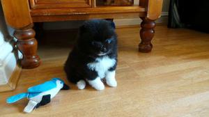 Pomeranian Puppy For Adoption FOR SALE ADOPTION