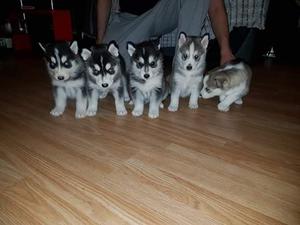 Sweet Siberian Husky Puppies FOR SALE ADOPTION