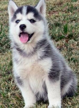 cute husky puppies for sale FOR SALE ADOPTION