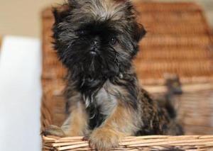 litter of rough coat griffons puppies for sale FOR SALE ADOPTION