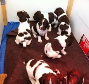 lovely litter of liver and white English Springer Spaniel Puppies FOR SALE ADOPTION