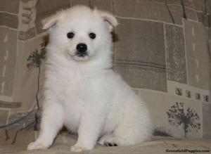 American Eskimo puppies ready to steal your heart FOR SALE ADOPTION