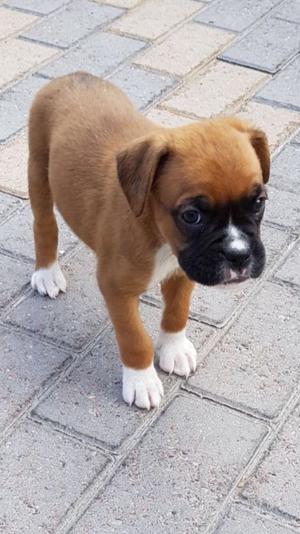 Boxer Puppys For Sale FOR SALE ADOPTION